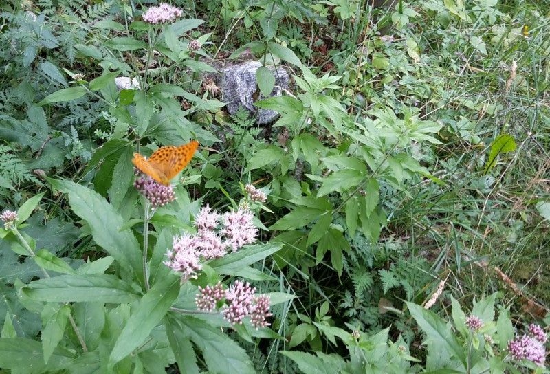oranje vlinder in de tuin